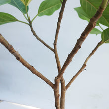 画像をギャラリービューアに読み込む, 【一点物】フィカス・アルテシーマ 7号 高さ約100cm 沖縄の観葉植物 No.F1
