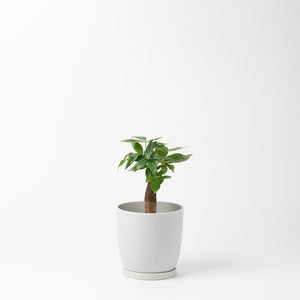 パキラ 5号 リサイクルポットMIXセット【SHEL'TTER GREENのおしゃれな植木鉢でお届け】