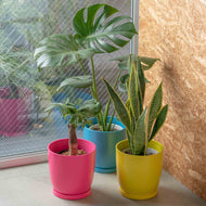 サンスベリア 5号 リサイクルポットラウンドセット【SHEL'TTER GREENのおしゃれな植木鉢でお届け】