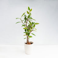 【一点物】フィカス・アルテシーマ 8号 沖縄の観葉植物 高さ約140cm No.121a