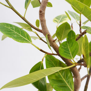【一点物】フィカス・アルテシーマ 8号 沖縄の観葉植物 高さ約140cm No.121a