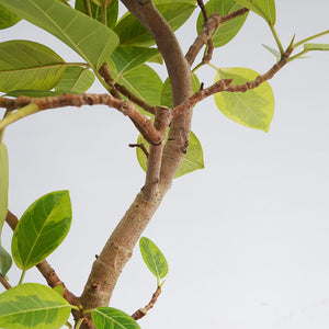 【一点物】フィカス・アルテシーマ 8号 沖縄の観葉植物 高さ約110cm No.124a