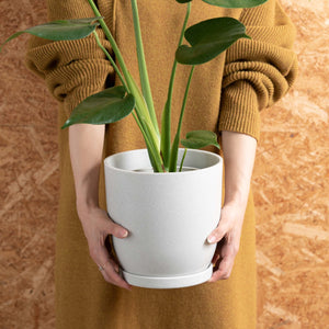 パキラ 5号 リサイクルポットMIXセット【SHEL'TTER GREENのおしゃれな植木鉢でお届け】