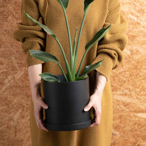 サンスベリア 5号 リサイクルポットセット【SHEL'TTER GREENのおしゃれな植木鉢でお届け】