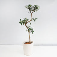 【一点物】フランスゴム(まがり) 8号 沖縄の観葉植物 高さ約140cm No.523