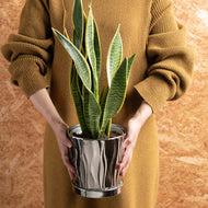サンスベリア 5号 オリジナル陶器ポットセット 【SHEL'TTER GREENのおしゃれな植木鉢でお届け】