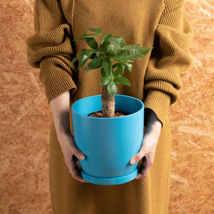 パキラ 5号 リサイクルポットラウンドセット【SHEL'TTER GREENのおしゃれな植木鉢でお届け】