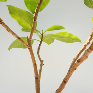 【一点物】フィカス・アルテシーマ 7号 高さ約100cm 沖縄の観葉植物 No.F1