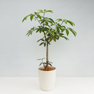 【一点物】ツピタンサス 8号 沖縄の観葉植物 高さ約100cm No.521