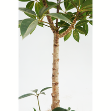 画像をギャラリービューアに読み込む, 【一点物】ツピタンサス 8号 沖縄の観葉植物 高さ約100cm No.521
