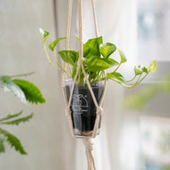 【土を使わない観葉植物】つる性テーブルプランツ(Table Plants)　