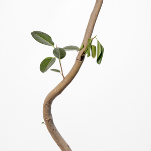【一点物】フランスゴムの木 まがり 8号 沖縄の観葉植物 高さ約140cm No.589