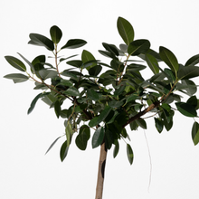 画像をギャラリービューアに読み込む, 【一点物】フランスゴムの木 まがり 8号 沖縄の観葉植物 高さ約140cm No.589
