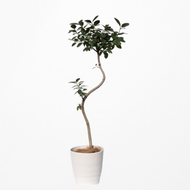 【一点物】フランスゴムの木 まがり 8号 沖縄の観葉植物 高さ約140〜160cm No.522