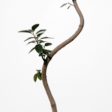 画像をギャラリービューアに読み込む, 【一点物】フランスゴムの木 まがり 8号 沖縄の観葉植物 高さ約140〜160cm No.522
