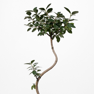 【一点物】フランスゴムの木 まがり 8号 沖縄の観葉植物 高さ約140〜160cm No.522