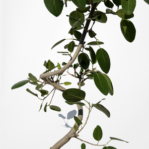 フィカス・ベンガレンシス 8号 沖縄の観葉植物 高さ約140〜160cm No.551