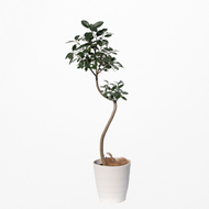 【一点物】フランスゴムの木 まがり 8号 沖縄の観葉植物 高さ約140〜160cm No.584
