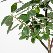 画像をギャラリービューアに読み込む, 【一点物】フランスゴムの木 まがり 8号 沖縄の観葉植物 高さ約140〜160cm No.584

