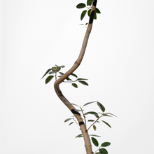 画像をギャラリービューアに読み込む, 【一点物】フランスゴムの木 まがり 8号 沖縄の観葉植物 高さ約140〜160cm No.588
