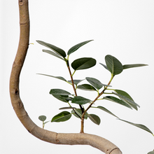 画像をギャラリービューアに読み込む, 【一点物】フランスゴムの木 8号 高さ約140cm 沖縄の観葉植物 No.525
