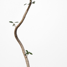 画像をギャラリービューアに読み込む, 【一点物】フランスゴムの木 まがり 8号 沖縄の観葉植物 高さ約140〜160cm No.587
