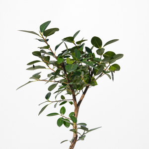 【一点物】フランスゴムの木 まがり 8号 沖縄の観葉植物 高さ約140〜160cm No.587