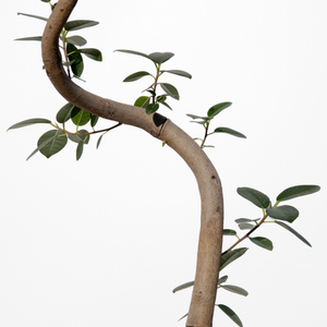 【一点物】フランスゴムの木 まがり 8号 沖縄の観葉植物 高さ約140〜160cm No.585