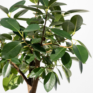 【一点物】フランスゴムの木 まがり 8号 沖縄の観葉植物 高さ約140〜160cm No.585
