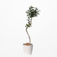 【一点物】フランスゴムの木 まがり 8号 沖縄の観葉植物 高さ約140〜160cm No.581