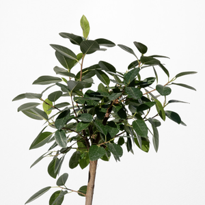 【一点物】フランスゴムの木 まがり 8号 沖縄の観葉植物 高さ約140〜160cm No.581