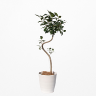 【一点物】フランスゴムの木 まがり 8号 沖縄の観葉植物 高さ約140〜160cm No.583