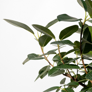 【一点物】フランスゴムの木 まがり 8号 沖縄の観葉植物 高さ約140〜160cm No.583
