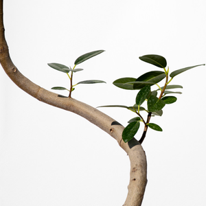 【一点物】フランスゴムの木 まがり 8号 沖縄の観葉植物 高さ約140〜160cm No.529