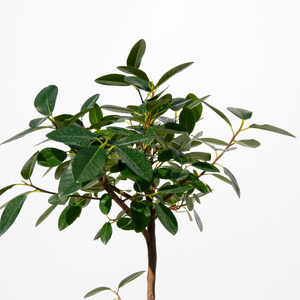【一点物】フランスゴムの木 まがり 8号 沖縄の観葉植物 高さ約140〜160cm No.529