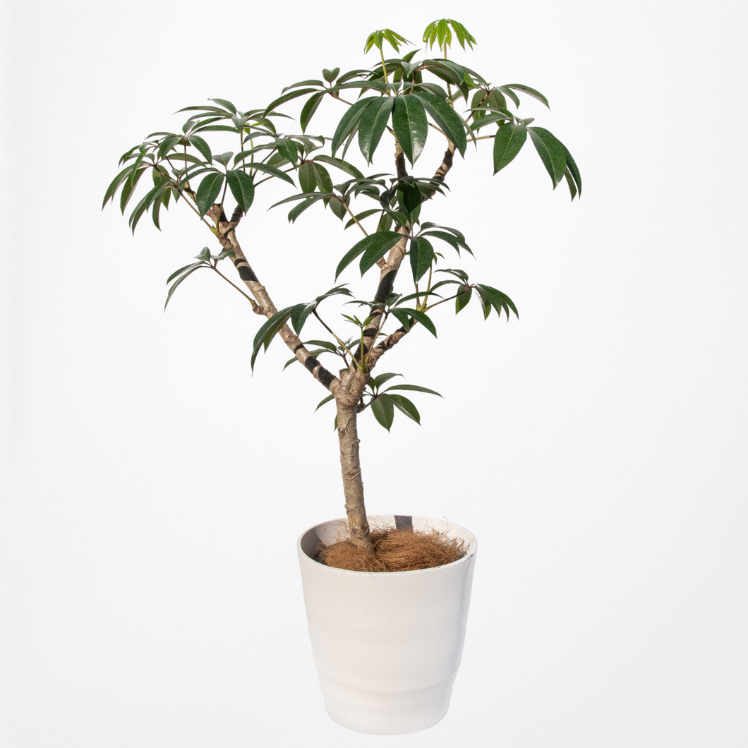 ツピタンサス 8号 沖縄の観葉植物 No.520