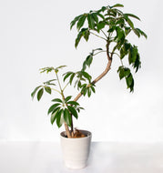 ツピタンサス 8号 沖縄の観葉植物 No.215