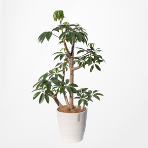 【一点物】ツピタンサス 8号 沖縄の観葉植物 高さ140〜160cm No.521