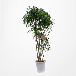 【一点物】ドラセナ・リフレクサ 10号 沖縄の観葉植物 高さ約160〜180cm No.139