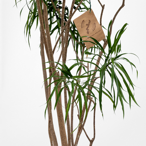 【一点物】ドラセナ・リフレクサ 10号 沖縄の観葉植物 高さ約160〜180cm No.139