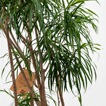 画像をギャラリービューアに読み込む, 【一点物】ドラセナ・リフレクサ 10号 沖縄の観葉植物 高さ約180cm No.132

