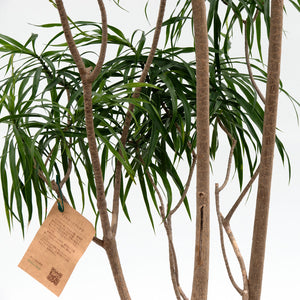 【一点物】ドラセナ・リフレクサ 10号 沖縄の観葉植物 高さ約180cm No.133