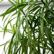 画像をギャラリービューアに読み込む, 【一点物】ドラセナ・リフレクサ 10号 沖縄の観葉植物 高さ約180cm No.133
