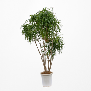 【一点物】ドラセナ・リフレクサ 10号 沖縄の観葉植物 高さ約180cm No.136