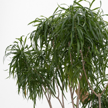 画像をギャラリービューアに読み込む, 【一点物】ドラセナ・リフレクサ 10号 沖縄の観葉植物 高さ約180cm No.136
