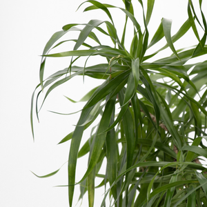 【一点物】ドラセナ・リフレクサ 10号 沖縄の観葉植物 高さ約180cm No.136