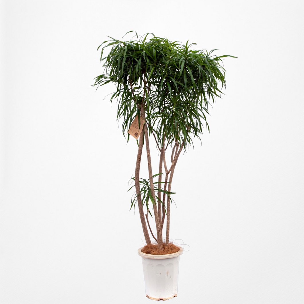 【一点物】ドラセナ・リフレクサ 10号 沖縄の観葉植物 高さ約180cm No.130