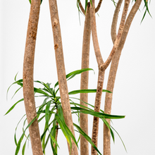 画像をギャラリービューアに読み込む, 【一点物】ドラセナ・リフレクサ 10号 沖縄の観葉植物 高さ約180cm No.130
