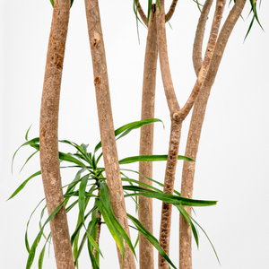 【一点物】ドラセナ・リフレクサ 10号 沖縄の観葉植物 高さ約180cm No.130