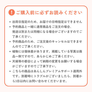 【限定40個】カラー・フローズンクイーン 5号 ※予約商品:12/15まで 出荷予定:12/20